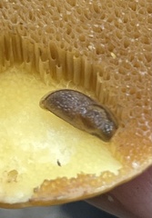 Arion hortensis