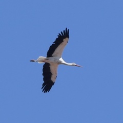 Ciconia ciconia