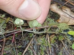 Nertera dichondrifolia