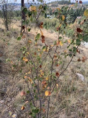 Amelanchier alnifolia