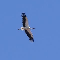 Ciconia ciconia