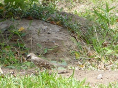 Mimus longicaudatus