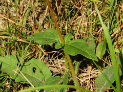 Helianthus atrorubens