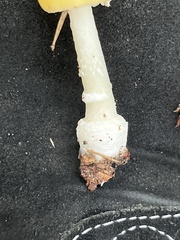 Amanita