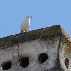 Larus michahellis