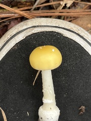 Amanita