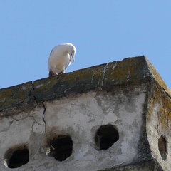 Larus michahellis