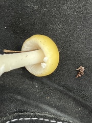 Amanita