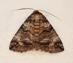 Dysbatus singularis