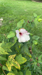 Hibiscus laevis