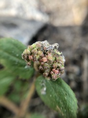 Euphorbia ophthalmica