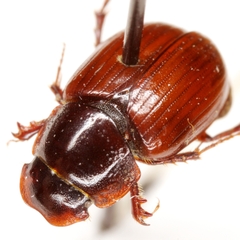 Cryptoscatomaseter oklahomensis