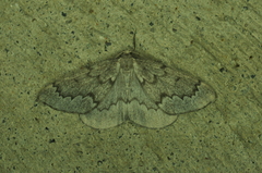 Nepytia pellucidaria