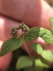 Euphorbia ophthalmica