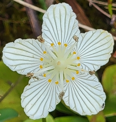 Parnassia asarifolia