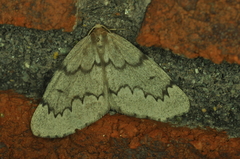 Nepytia pellucidaria