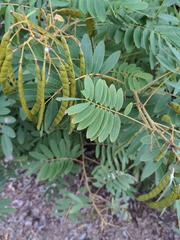 Senna hebecarpa
