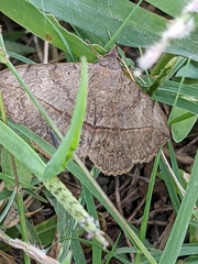Anticarsia gemmatalis