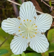 Parnassia asarifolia