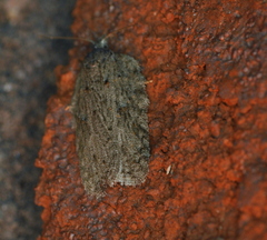 Acleris busckana