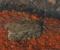 Acleris busckana