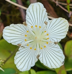 Parnassia asarifolia