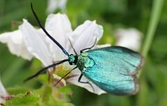 Pollanisus viridipulverulenta