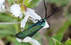 Pollanisus viridipulverulenta