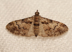 Mnesiloba eupitheciata