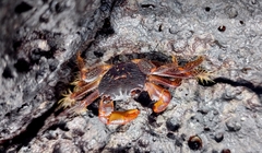 Geograpsus