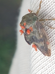 Telamona