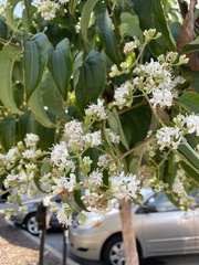 Heptacodium