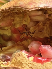 Leptoglossus zonatus