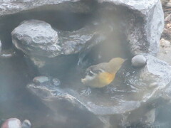Icterus bullockii
