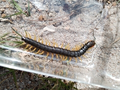 Scolopendra viridis