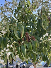 Heptacodium
