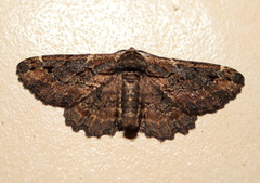 Pholodes sinistraria