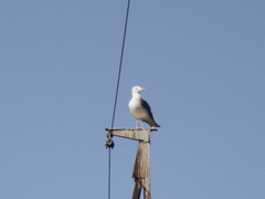 Larus armenicus
