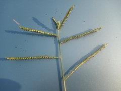 Paspalum pubiflorum