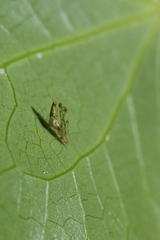 Rhomphaea