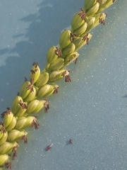 Paspalum pubiflorum