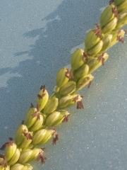 Paspalum pubiflorum