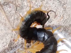 Scolopendra viridis