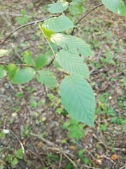 Betula alleghaniensis