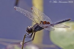Celithemis martha