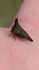 Thelia bimaculata