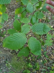 Betula alleghaniensis