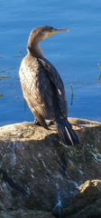 Phalacrocorax carbo