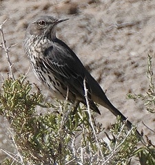 Oreoscoptes montanus