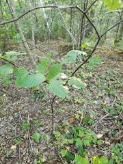 Betula alleghaniensis
